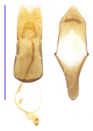 Atomaria analis